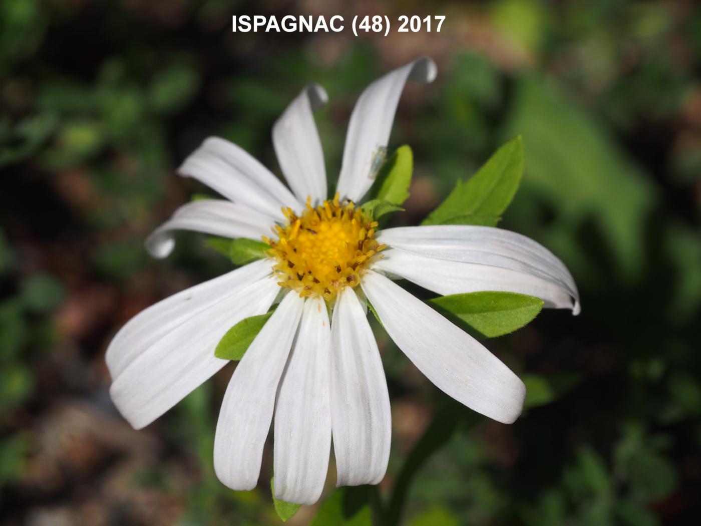 Reine-marguerite flower